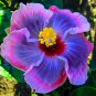 Hibiscus Seeds - White to Purple to Dark Purple Big Flowers 200 Seeds