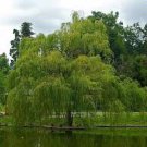 Salix Babylonica Tree 200 Seeds