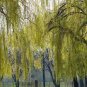 Salix Babylonica Tree 200 Seeds
