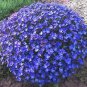 Creeping Thyme Seeds Rock CRESS Plant - Apple Green Flowers 400 Seeds