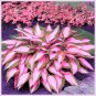 Hosta Seed Perennials - Flesh Pink Flowers 400 Seeds