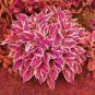 Hosta Seed Perennials - Flesh Pink Flowers 400 Seeds