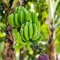 Dwarf Banana Seeds - Apple Green Skin 200 Seeds