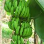Dwarf Banana Seeds - Apple Green Skin 200 Seeds