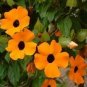 Thunbergia Alata Flower Seeds Black Eyed Susan Vine Yellow Color 20 Seeds