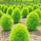 Kochia scoparia Seeds Burning Bush - Bright Green Color 1000 Seeds