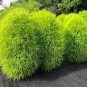 Kochia scoparia Seeds Burning Bush - Bright Green Color 1000 Seeds