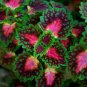 Coleus Blumei Seeds - Green-Black-Purple-Rose Pink Flowers 200 Seeds