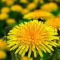 Dandelion Tortoise Seeds Wildflower 200 Seeds