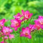 Freesia Flower Seeds - Rose Pink Flowers 20 Seeds