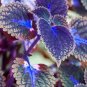 Janpanse Bonsai Coleus Plants Seeds - Sea Blue Colors 200 Seeds