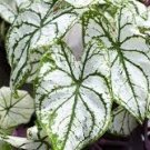 Caladium Seeds - White Big Leaves with Greyish Purple Edge 240 Seeds