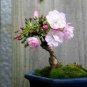 Mini Bonsai Sakura Flower Seeds - Whitish Light Pink Flowers 20 Seeds
