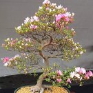 Mini Bonsai Sakura Flower Seeds - Water Pink Flowers 20 Seeds