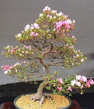 Mini Bonsai Sakura Flower Seeds - Water Pink Flowers 20 Seeds