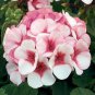 Geranium Seeds - Rose Red to Milky White to Green Ball Types Double Flowers 60 Seeds