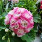 Geranium Seeds - Rose Red to Milky White to Green Ball Types Double Flowers 60 Seeds