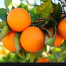 Dwarf Standing Orange Tree 60 Seeds