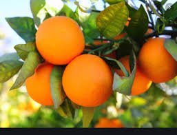 Dwarf Standing Orange Tree 60 Seeds