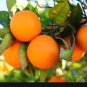 Dwarf Standing Orange Tree 60 Seeds