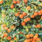 Dwarf Standing Orange Tree 60 Seeds