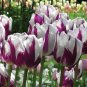 Tulip Seeds - Purple White Flowers 200 Seeds