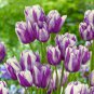 Tulip Seeds - Purple White Flowers 200 Seeds