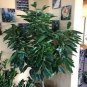 Cinnamon Seeds Evergreen Tree 20 Seeds