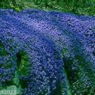 Aubrieta cultorum Rock Cress Seeds - Dark Blue Flowers 200 Seeds
