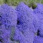 Aubrieta cultorum Rock Cress Seeds - Dark Blue Flowers 200 Seeds