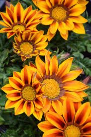 Gerbera Daisy Hybrids Yellow Black Red Stripes Flowers 200 Seeds