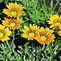Gerbera Daisy Hybrids Yellow Black Red Stripes Flowers 200 Seeds