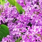 Purple Japanese Lilac 200 Seeds