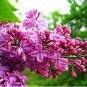 Purple Japanese Lilac 200 Seeds