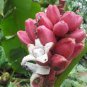 Dwarf Banana Purple Skin 200 Seeds