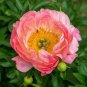 Chinese Peony Tree Seeds Orangish Red Double Flowers 60 Seeds
