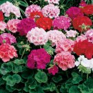 Geranium Flower Mixed Bi-Colors 8 Types 400 Seeds