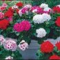 Geranium Flower Mixed Bi-Colors 8 Types 400 Seeds