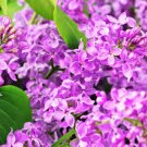 Japanese Lilac Flowers Purple Colors 200 Seeds