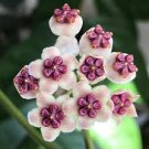 Hoya Carnosa Flower Milky White with Dark Red Centre 100 Seeds
