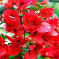 Bougainvillea Plant Fresh Fire Red Color 20 Seeds