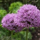 Giant Allium Plant Light Purple Color 200 Seeds