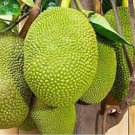 Jackfruit 10 Seeds