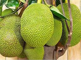 Jackfruit 10 Seeds