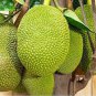 Jackfruit 10 Seeds