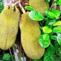 Jackfruit 10 Seeds