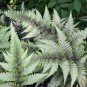 Fern Greyish Green Color 400 Seeds