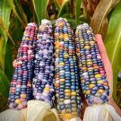 Indian Colorful Corn 40 Seeds