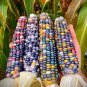 Indian Colorful Corn 40 Seeds
