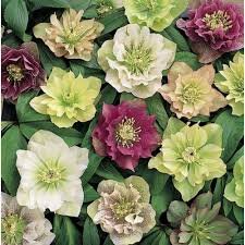 Helleborus Mixed 8 Types 200 Seeds